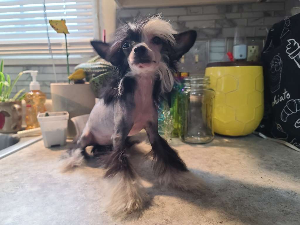 Long Haul's Ah A Wise Gal