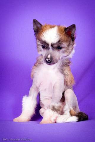 Vivalen Phineas Flynn