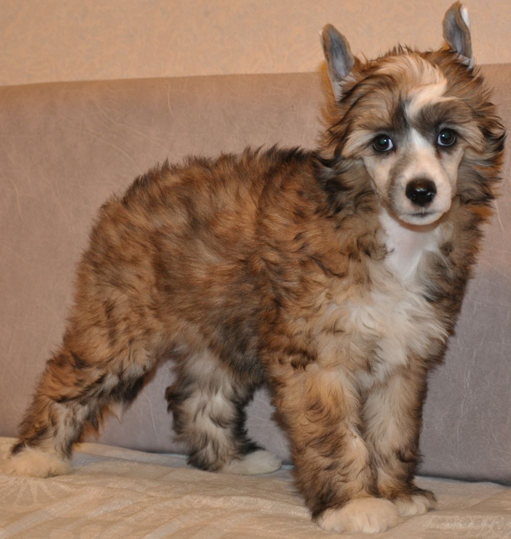 SHeval'e Pol' Velyur