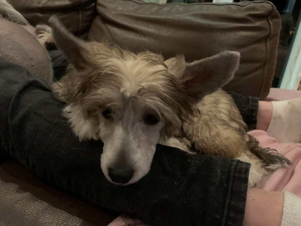 Proud Pony Black Pearl