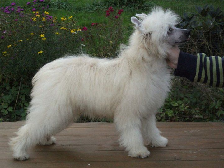 Slonecznik Lavandula