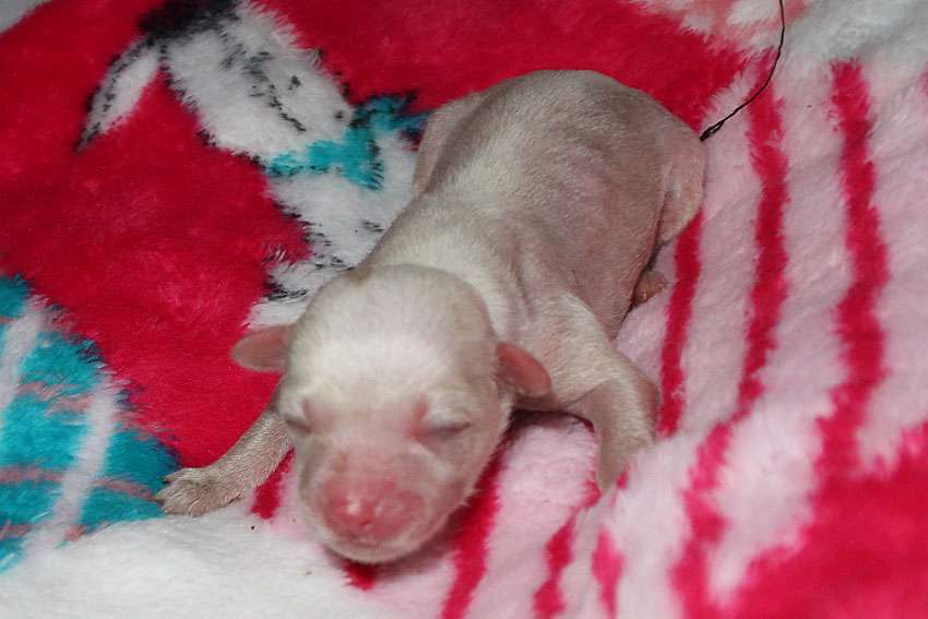 Silkencrest Glow in the Dark