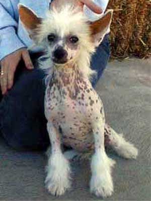 Earlylite Devil May Care