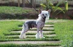 Lapinus clair de la lune