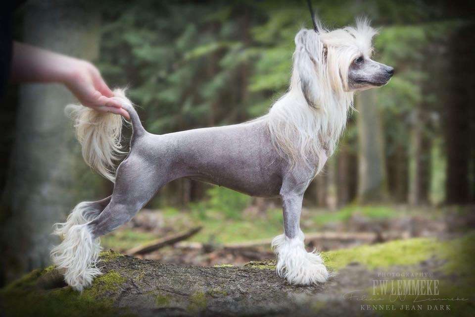 Estillinis Crimson Fox