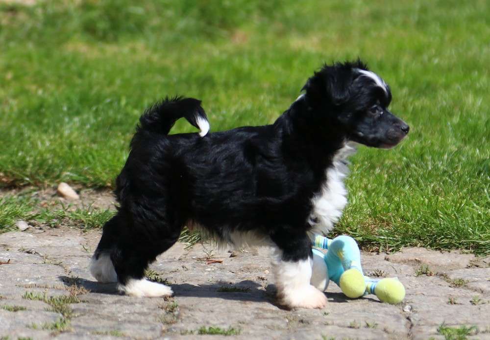 Pablo Picasso Gattaca