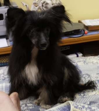 Birchvolgyi - Florence the lovely