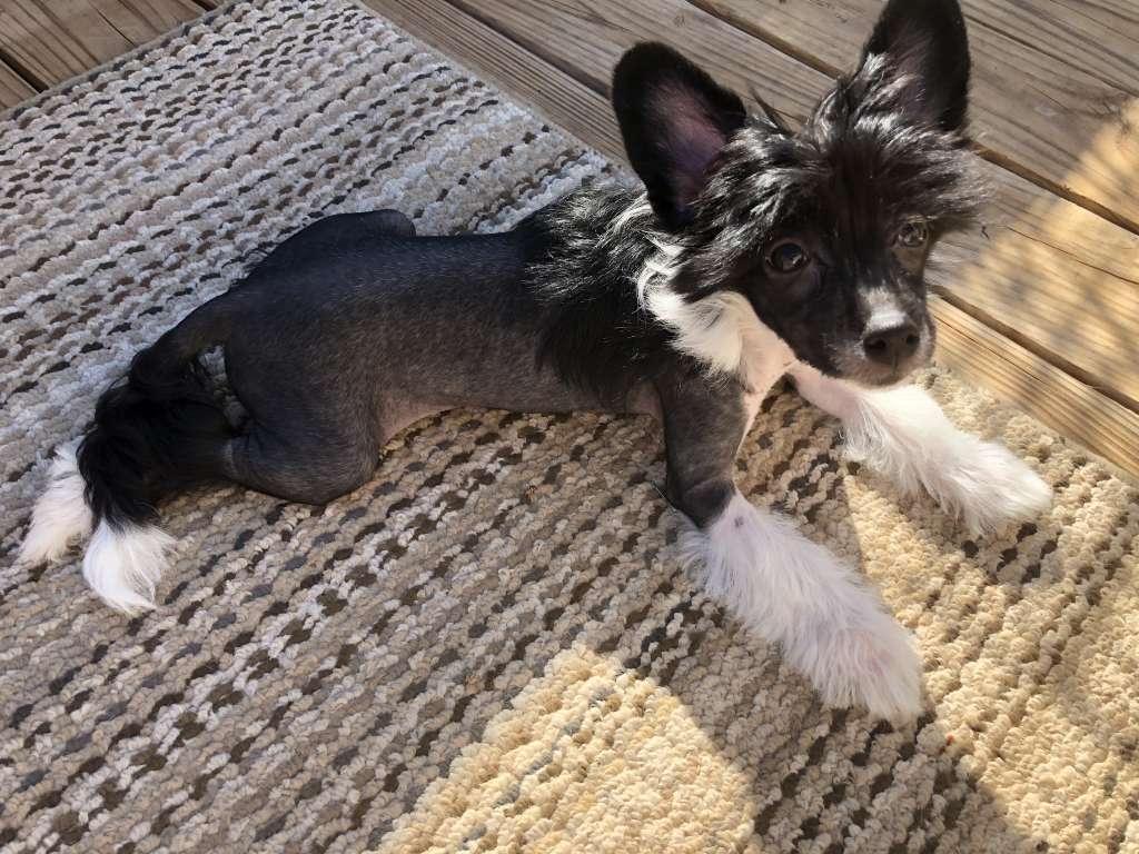 Carrera Sunlit Love At First Bite