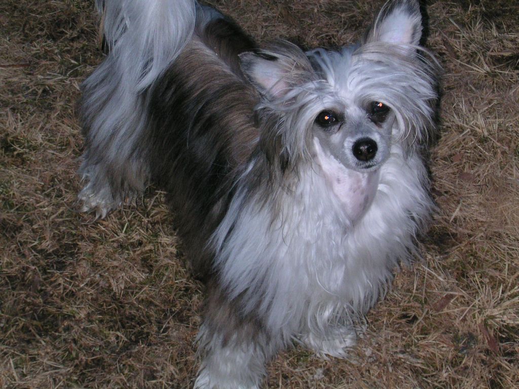 Willow Star's Ginger Ale