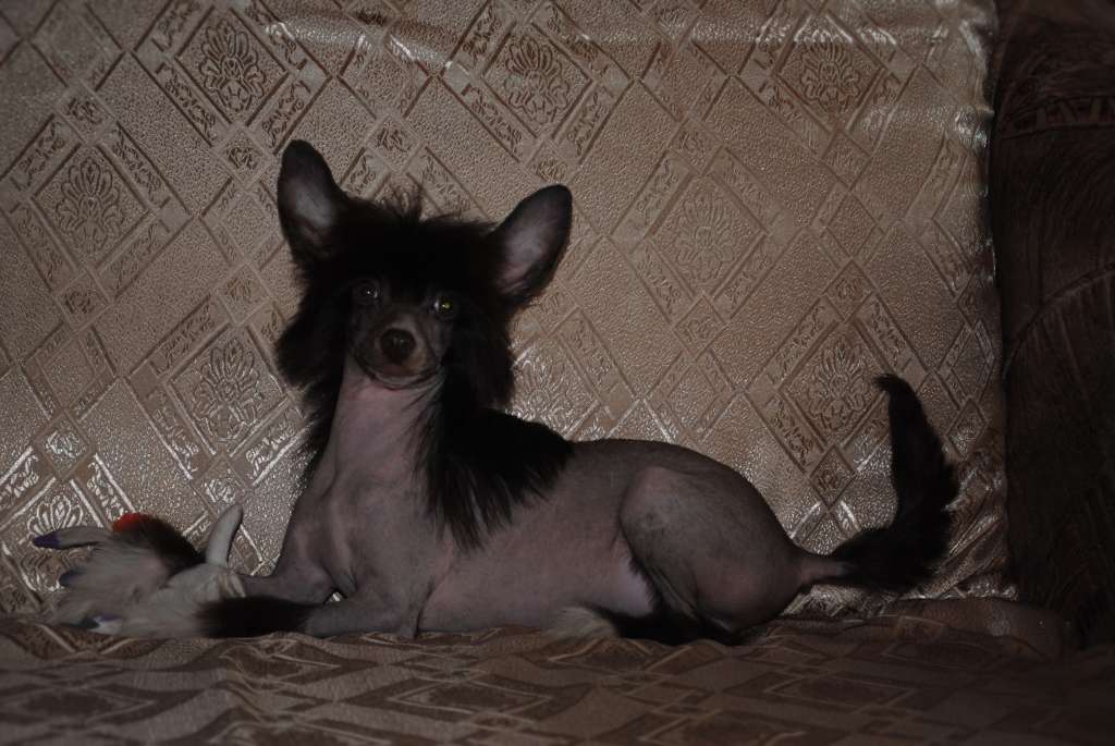 Grand Prix Dom Risorto