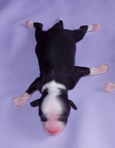 Perl Magic Fahrenheit