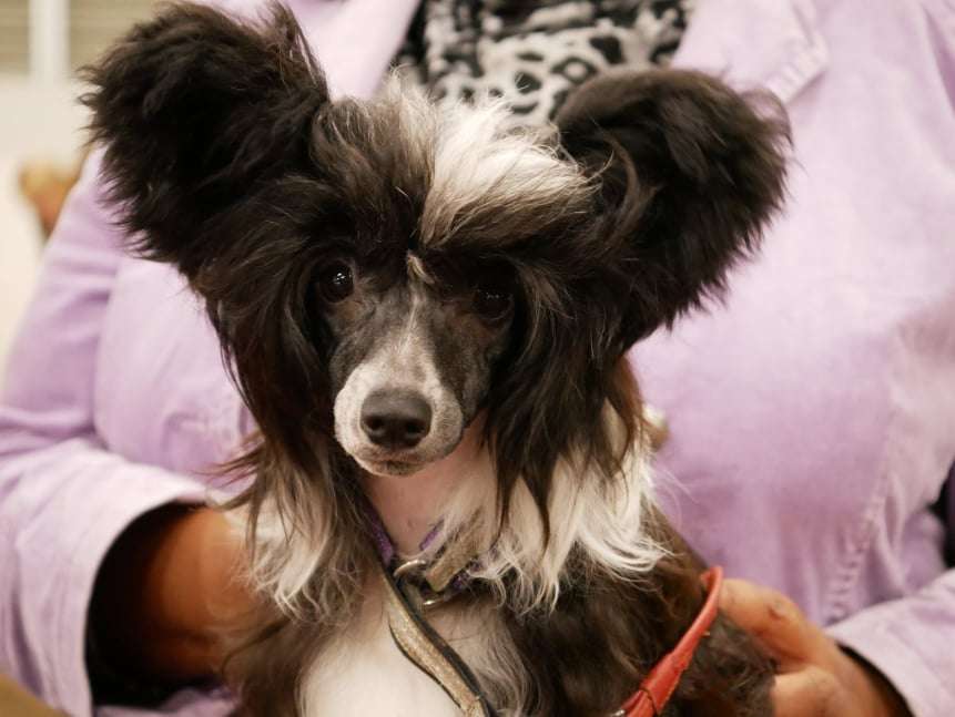 Golden Diamond Cresteds McKenzee