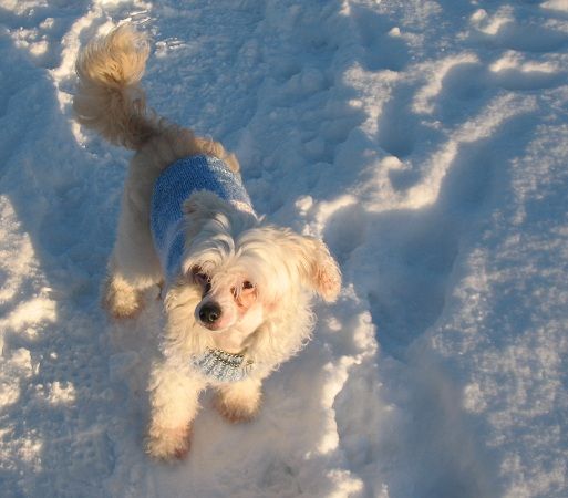 Hebblas Velour Vivian