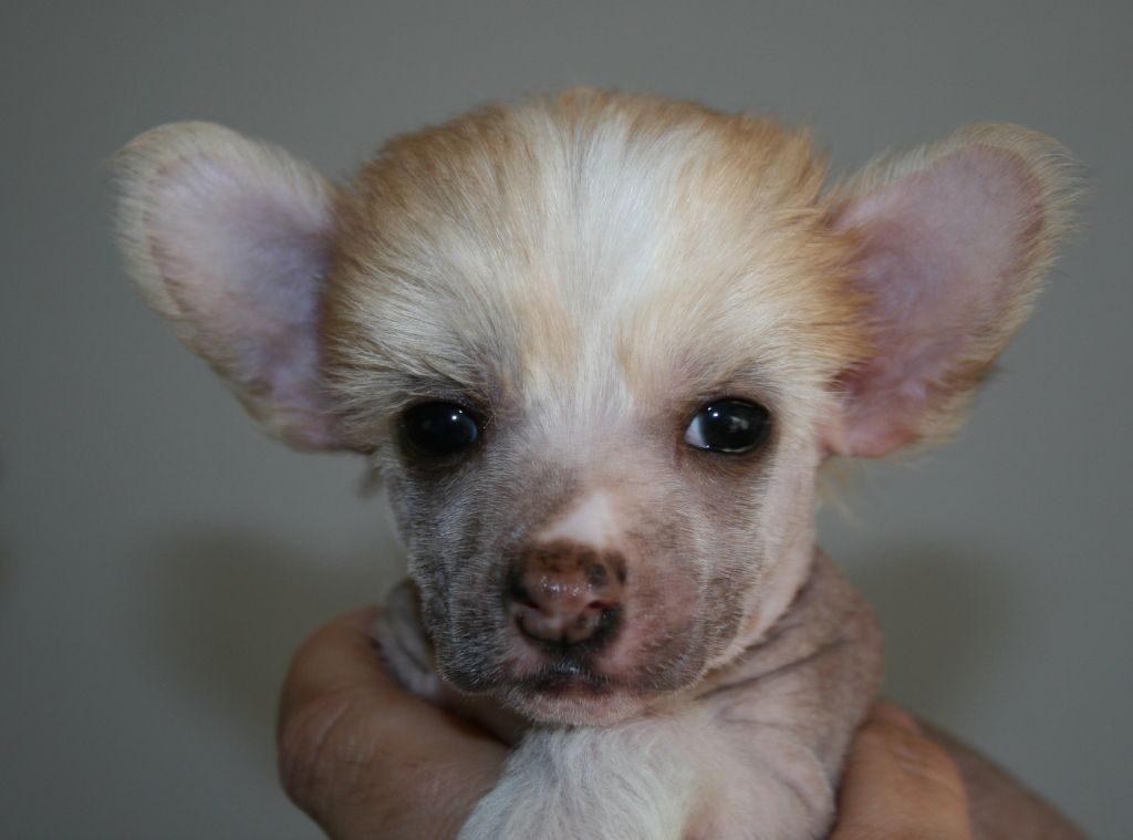 Bertil Baltazar Avrina