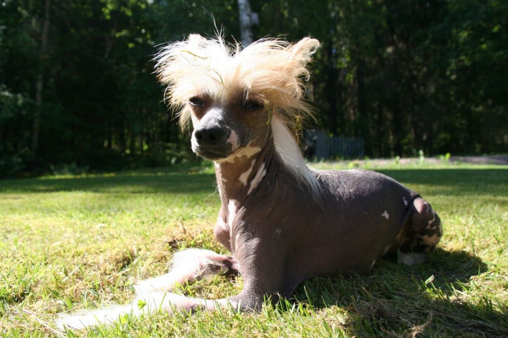 Sun Dan ET Phone Home