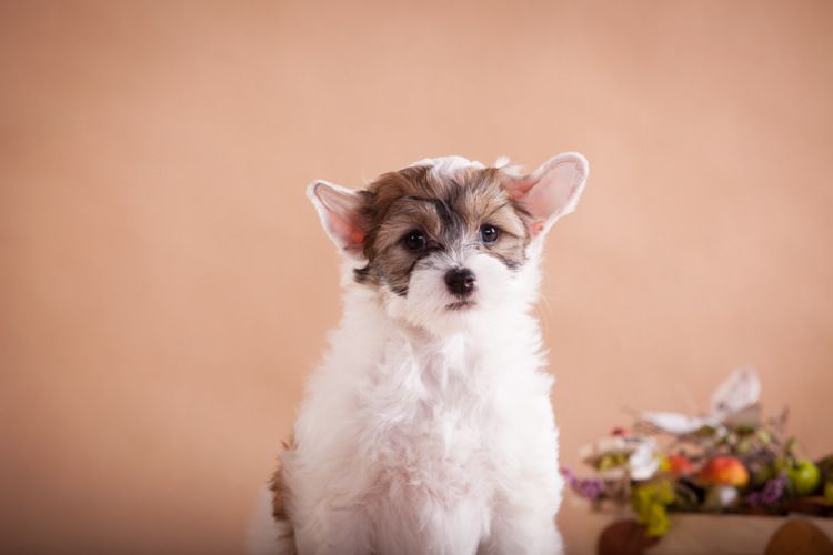 Ksolo Club Zhanmark Lui