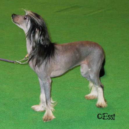 Liddyleaze Blackbird