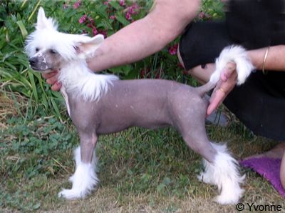 De La Mahafu's Miss Isabella