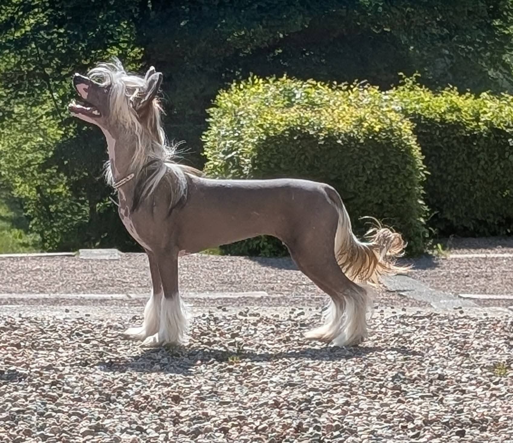 Jean Dark Hummingbird