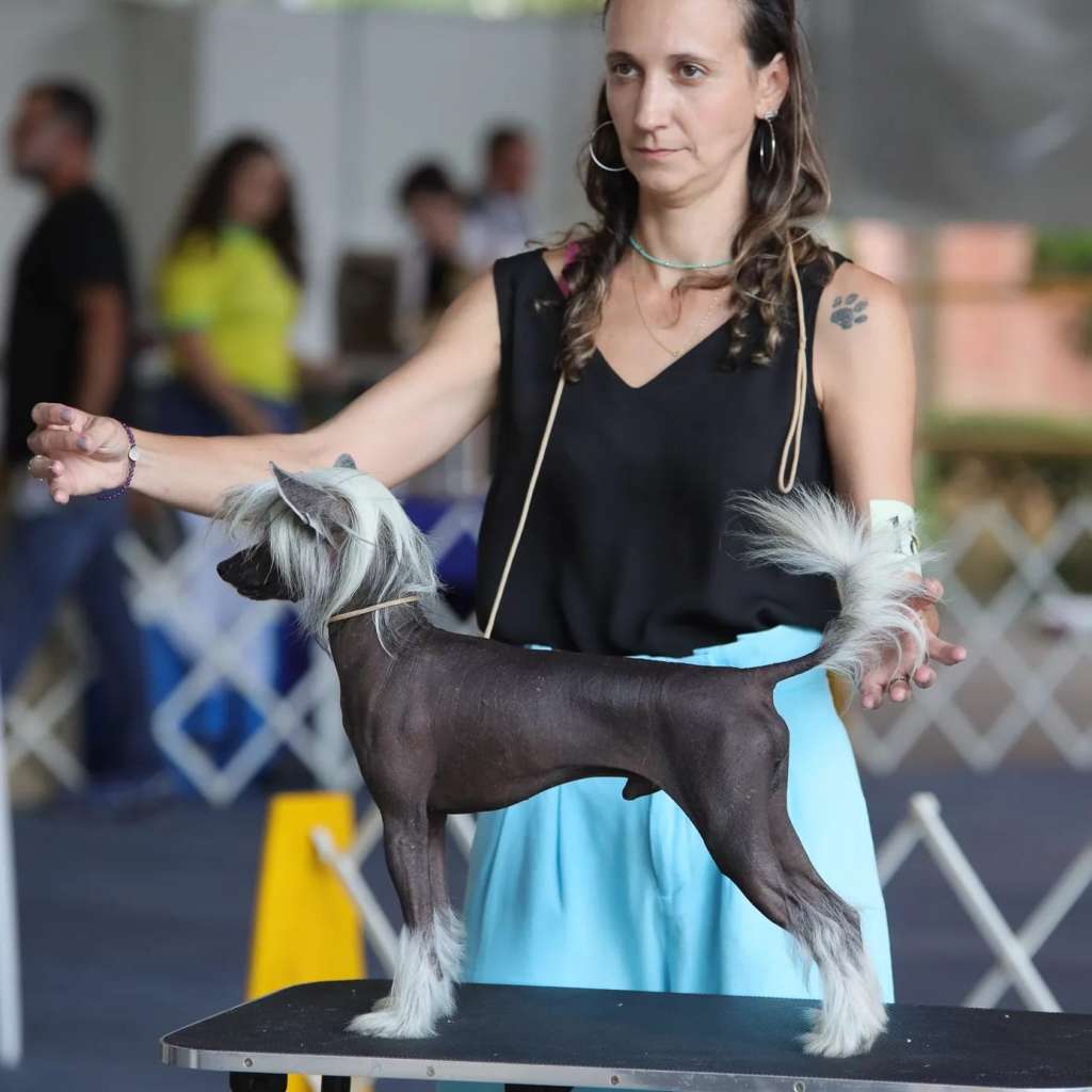 Quinta da Boa Crista Nelson Sargento