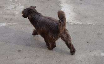 Bi-lav Plus Calanthe Eternal Love