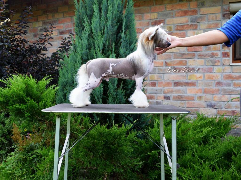 Etno Spirit  Just Happy