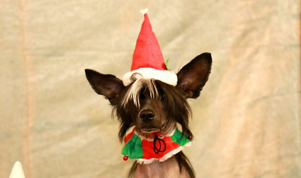 Dhiren of Purple Rain