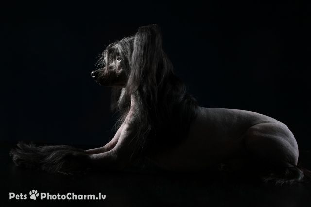 Elfgrace Enshi Mamoru