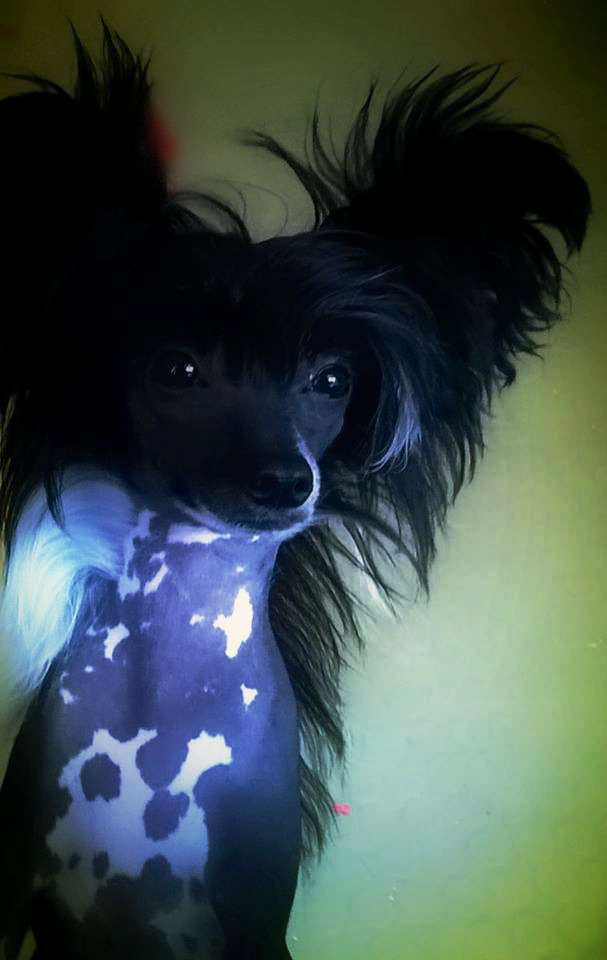 Tippytoes Bellatrix Lestrange