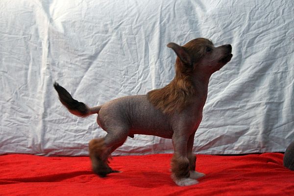 Zorrazo One Tough Dude 