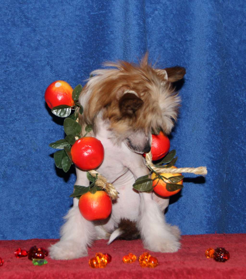 Kristal Yaniry Di Attika Dominanta