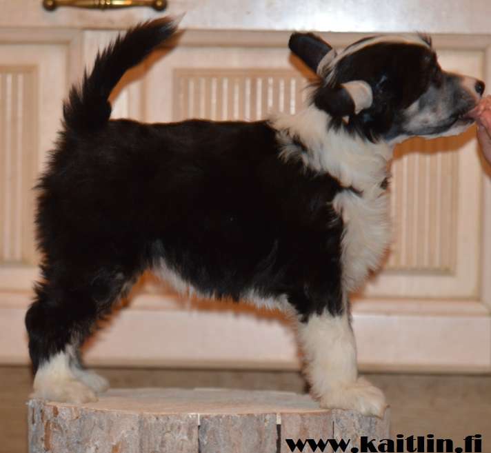 Kaitlin Quick Silver