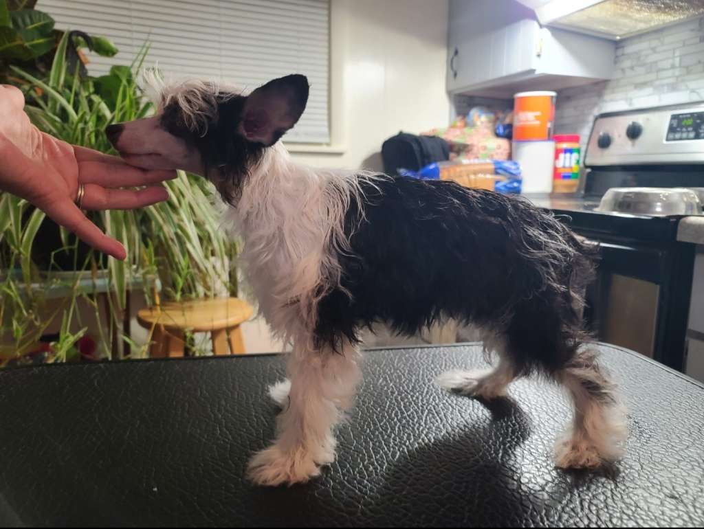 Long Haul's Why I Oughta