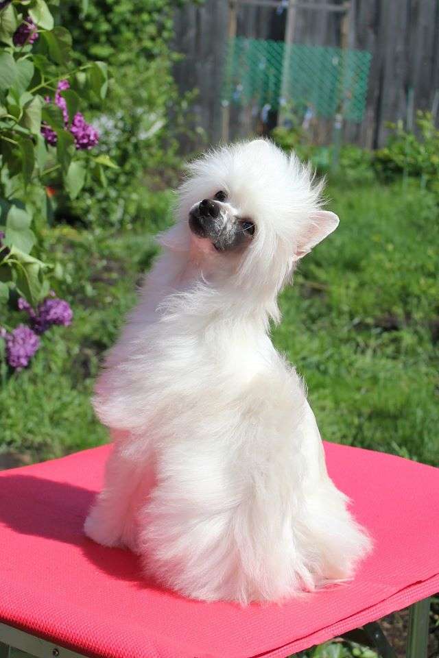 Via Della Seta Jingle Bells