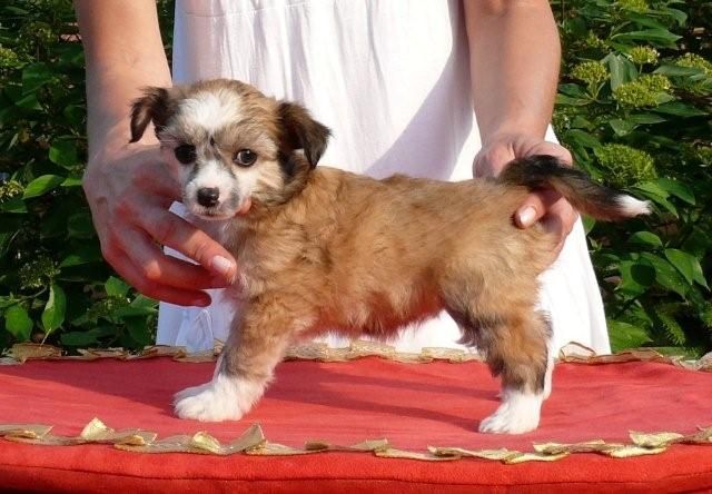 Oliwka Chrustowianki