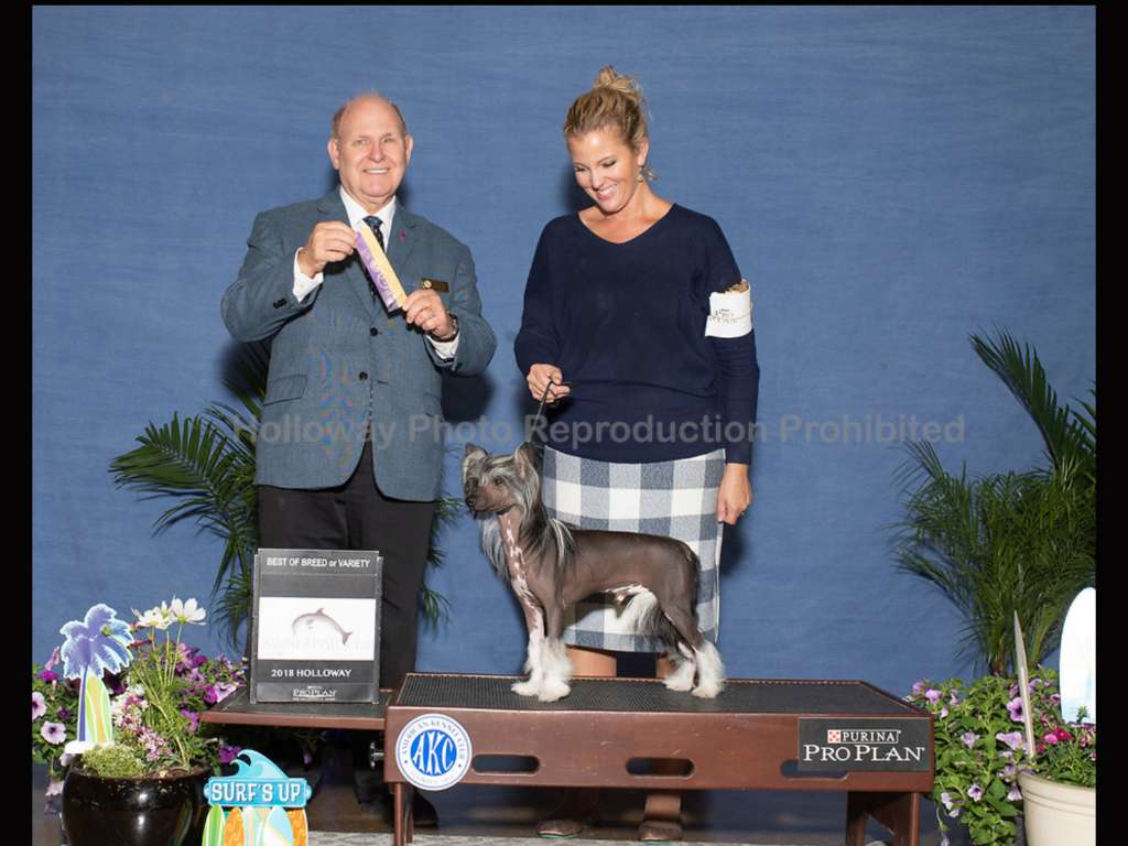 Am GCH CH Magic of Success Guardian Angel