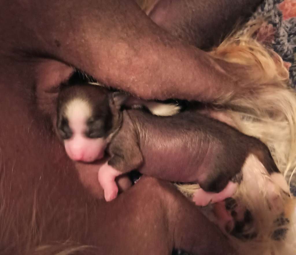 Elza Ohazia Darydakles