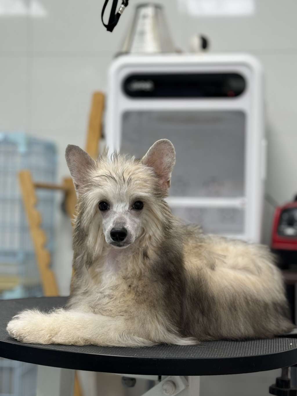 Rosa sinensis of Chimes