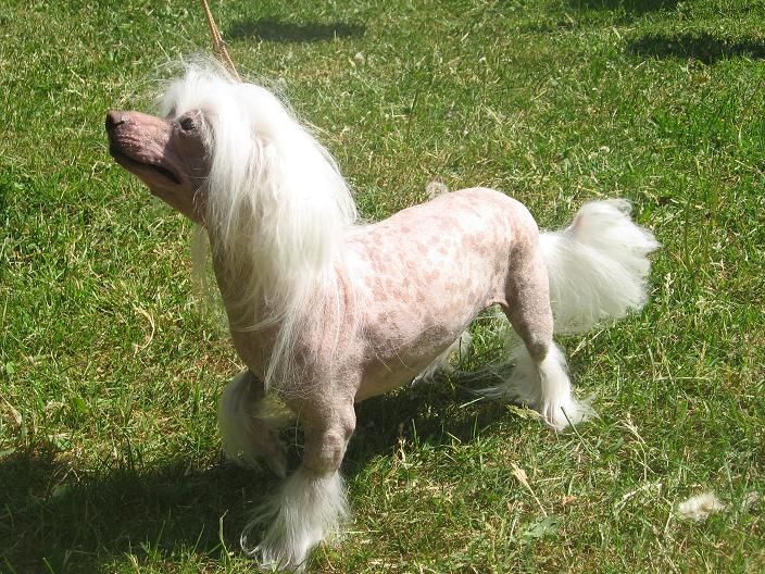 Royalgift Sheeba Star