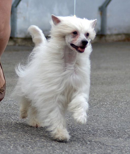 Aquacrest Again - Oh No