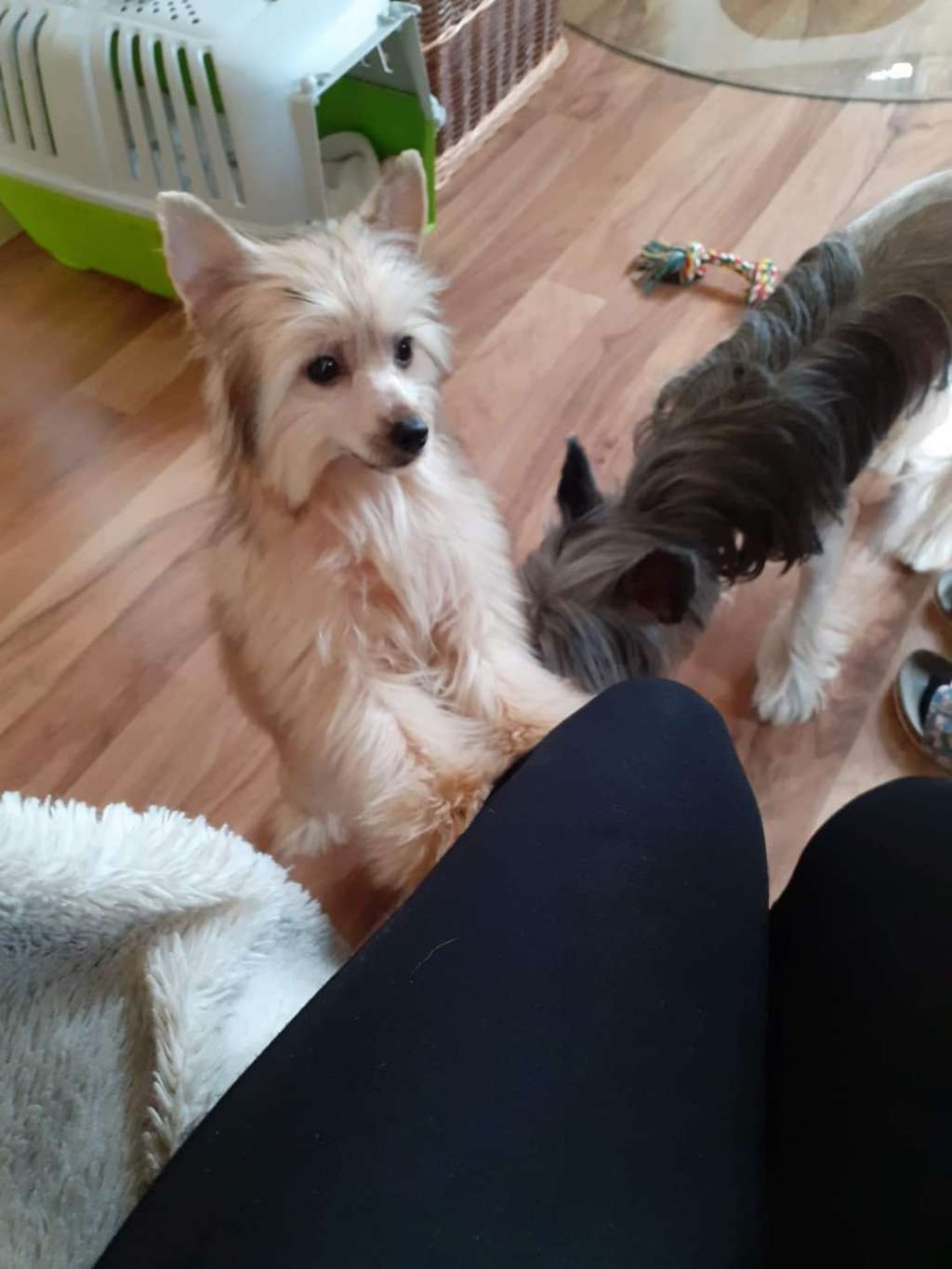 Melanta Molosos Gratzi