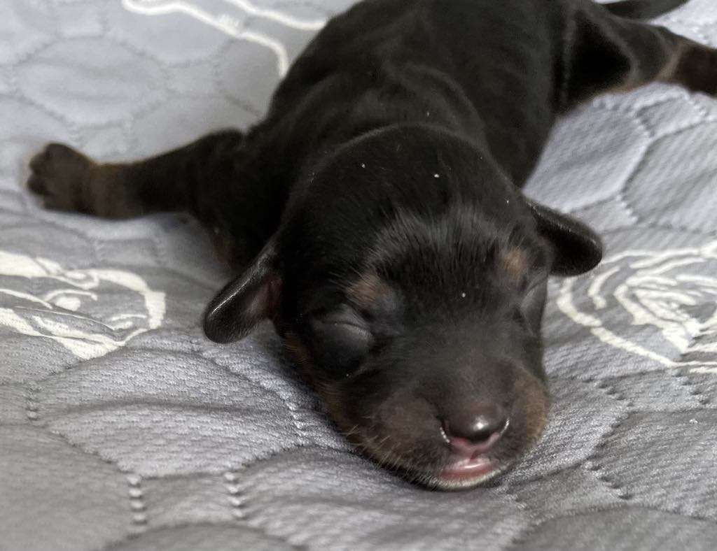 TnTcrested Darling Duchess