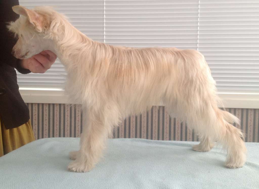 Pideraq's Dynastian Draamabling