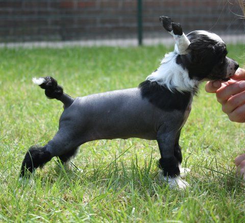 K-Du Comble de Bonheur