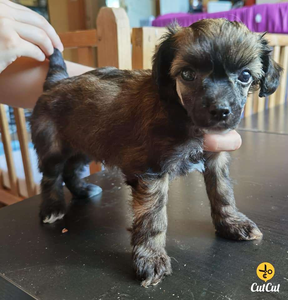 Nightstorms Lector Hannibal