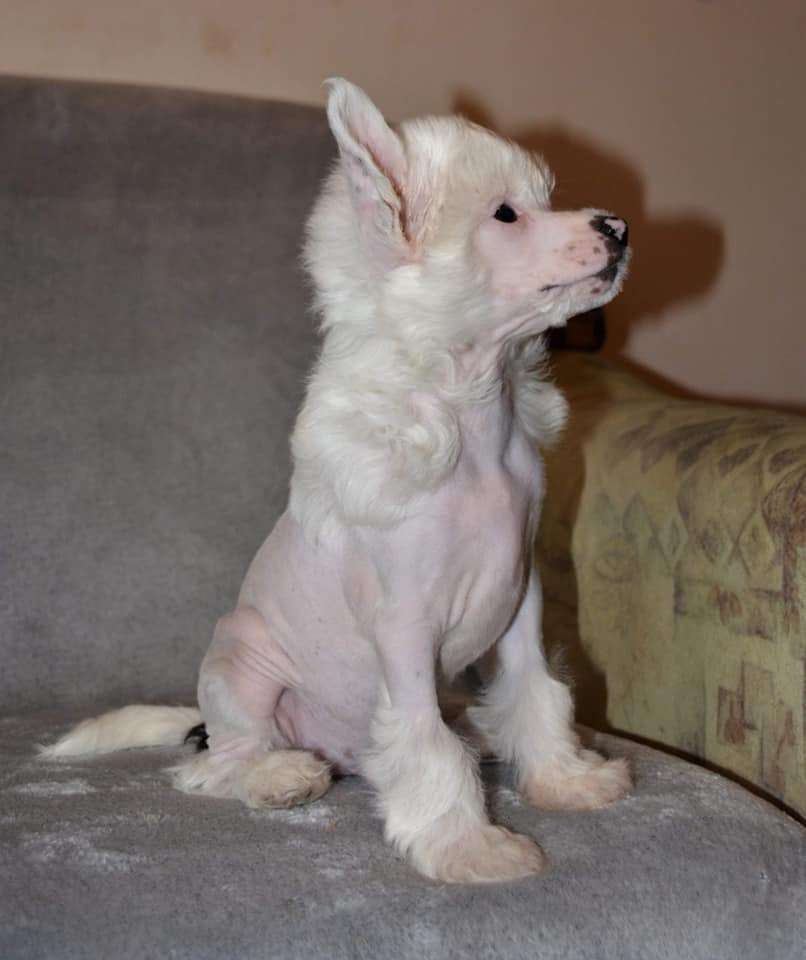 Jumper to the Stars Ipsi Grand