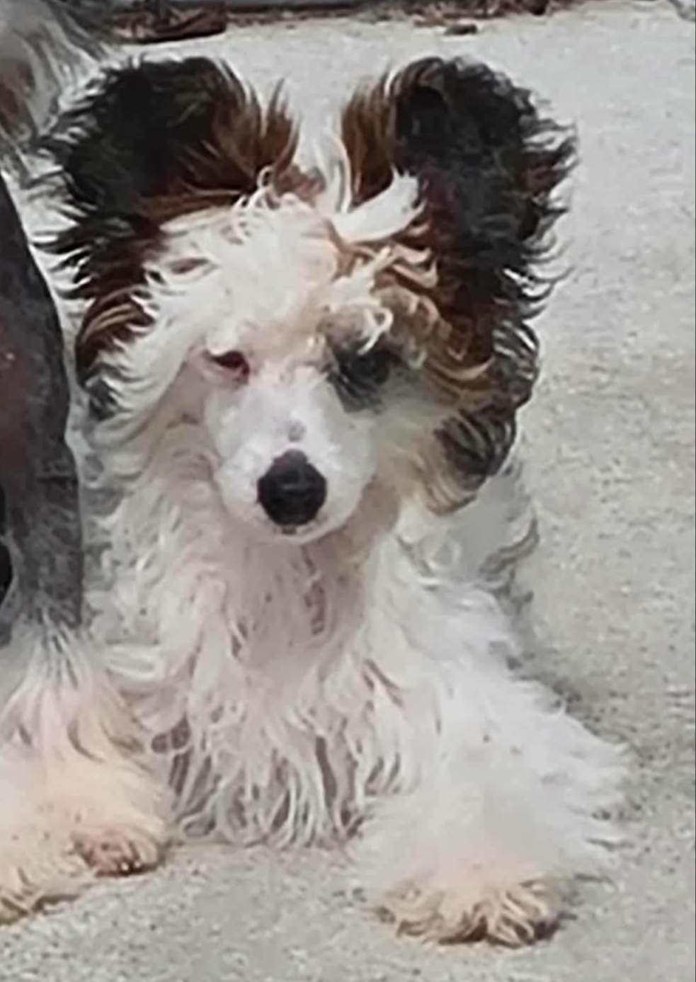 Koreke Leonard Of-Mayfair