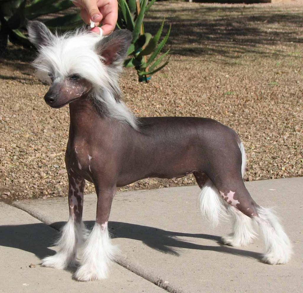 Crest-Vue's In High Demand