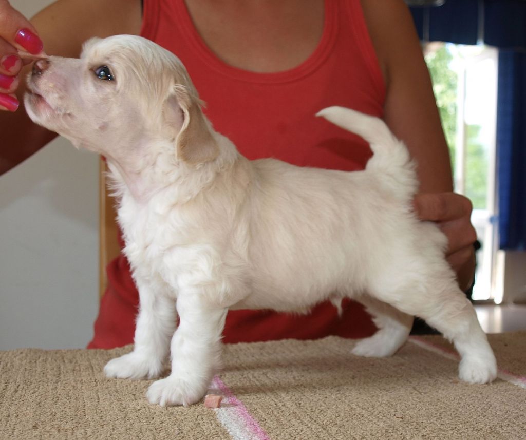 Bemu's Rough Diamond