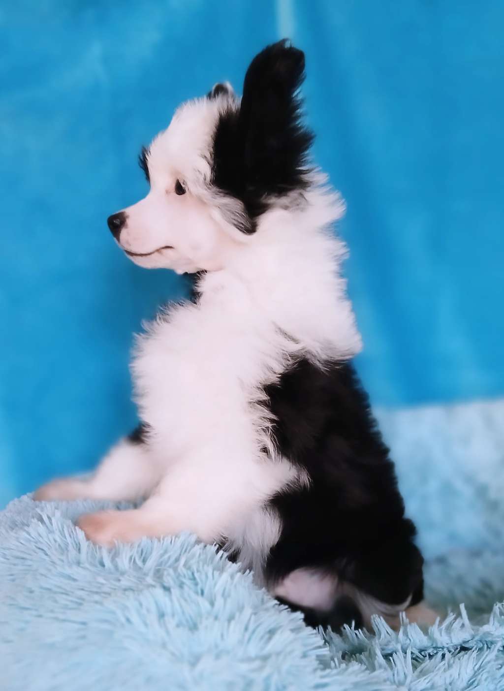 Art Rebellion Mephisto